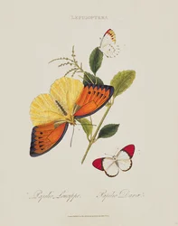 Vlinders: Papilio leucippe; Papilio danae, uitgegeven door de kunstenaar, 1800